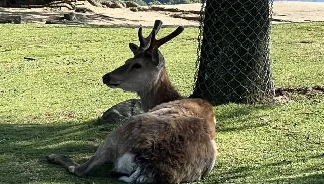 野生動物飼養場員工倒臥血泊中送醫不治　全身多處傷口疑遭鹿攻擊