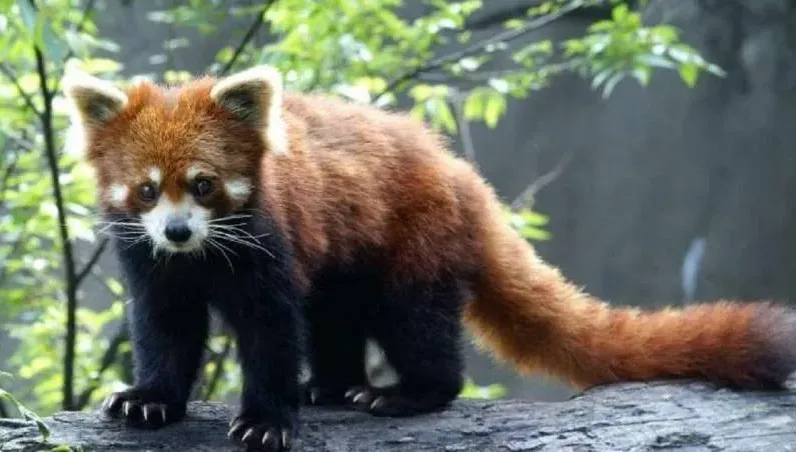 北市動物園將引進美、日小熊貓來台　最快年底有好消息