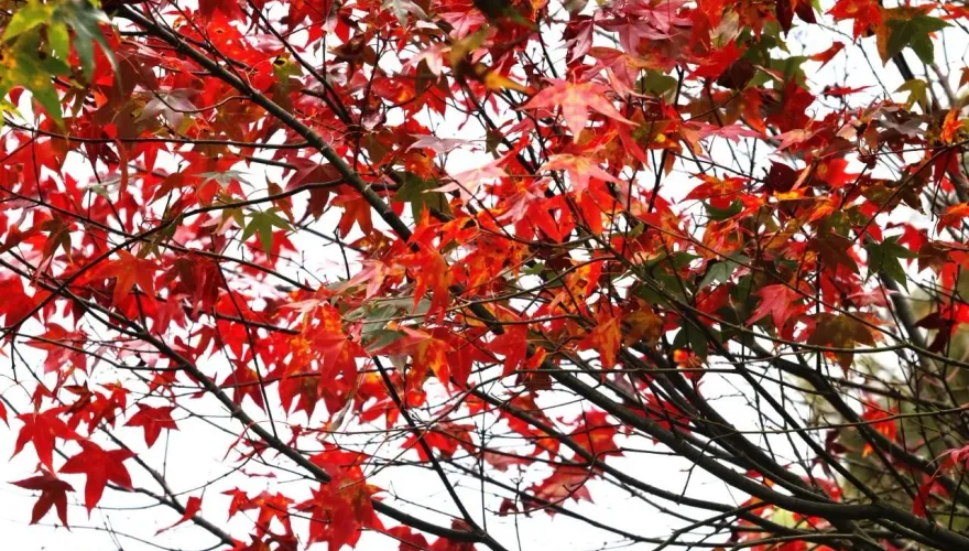 南投漫天紅葉將揭序幕　玉山塔塔加、杉林溪楓紅微露