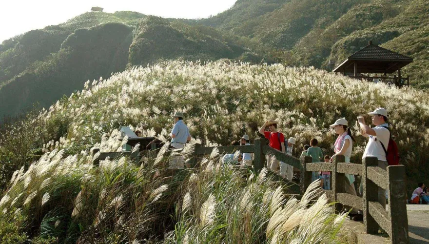 美翻了！草嶺古道芒花季11/4登場　銀色浪花中遠望龜山島