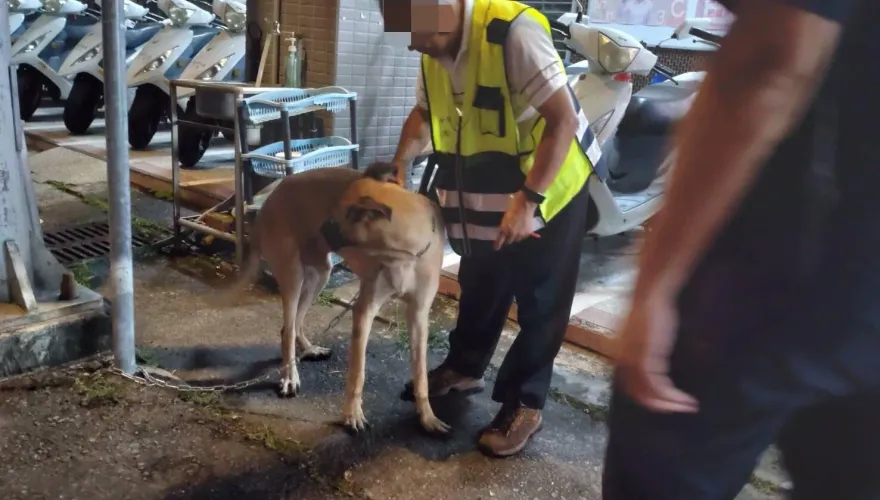 長腿狗「掙斷鐵鍊偷溜」！一路跟屁他到警局　順利重逢鏟屎官