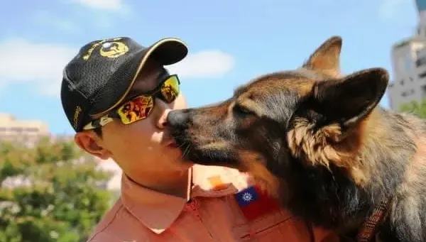 北市「榮譽搜救犬」病逝！曾參與維冠大樓救災　隊員悲痛灑葬獻花
