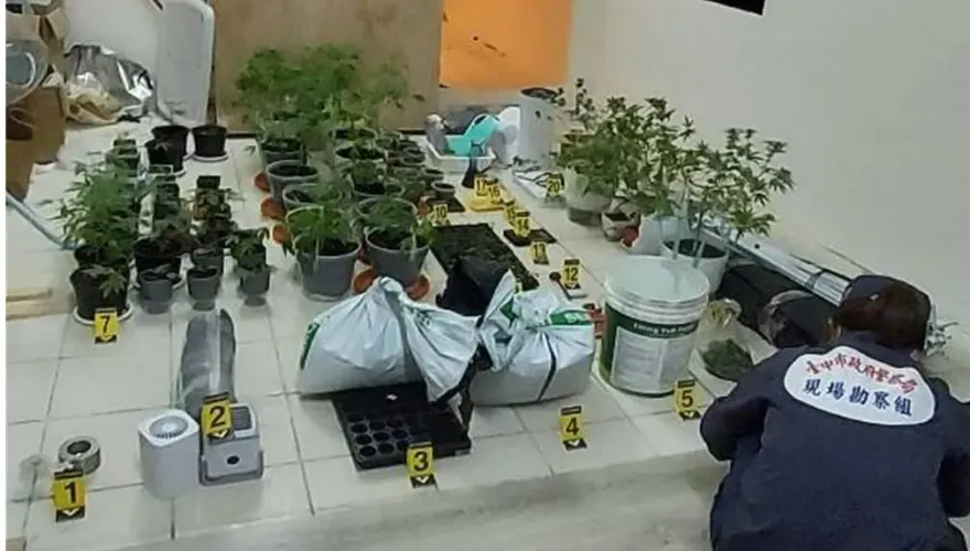 影/揪工友當「自耕農」！新竹木工細心呵護「大麻株」還沒長大就被逮