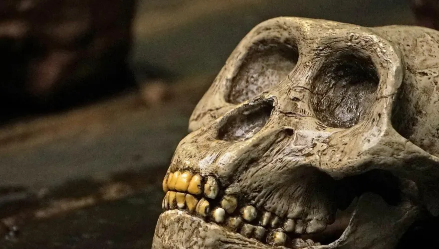 孕期補充葉酸很重要！腦膨出女嬰出生就沒頭骨靠3D打印完成頭顱修復