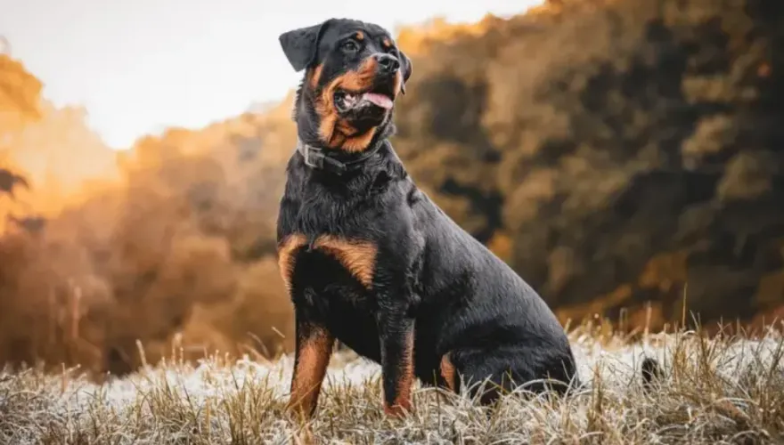孕婦逛街逛一半！衰遭羅威那犬「天降砸中」　倒地急送醫