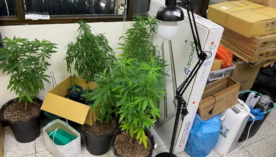 影/公開處決！台中警局進行「大麻告別式」　飄散濃郁九層塔味