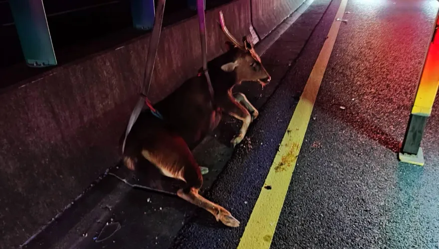 真的是小鹿亂撞！國道8號水鹿闖車道　遭噴飛慘亡車頭也稀爛