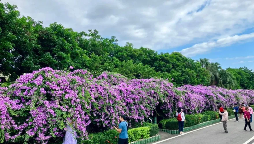 紫色旋風來襲！新北桃園「5處」絕美蒜香藤花海　花期僅1周快來拍