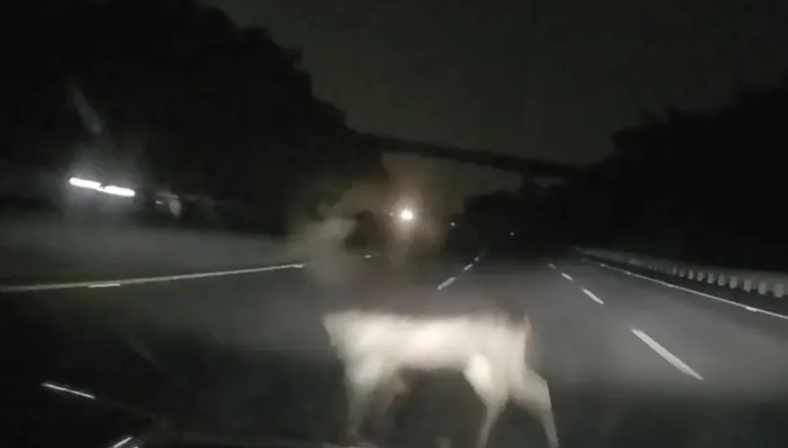 影/國道3號「鹿殺」奪命瞬間曝！女駕駛懼：晚上還會想到那個畫面
