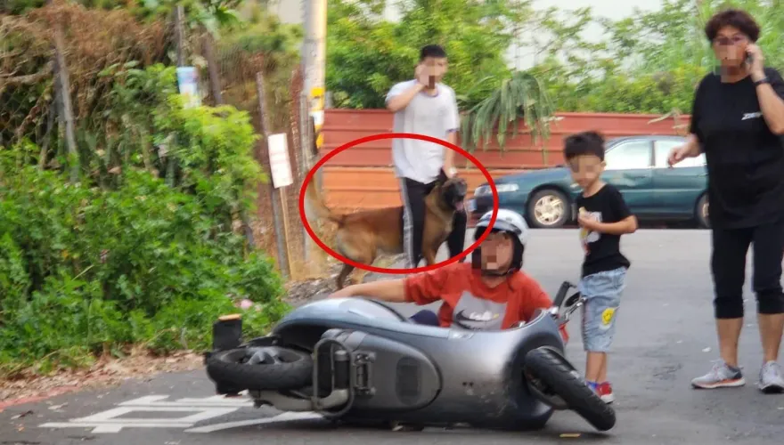 影/太恐怖！埔里大狼犬隨機咬人　婦人遭啃血肉模糊…小腿碎肉照曝光
