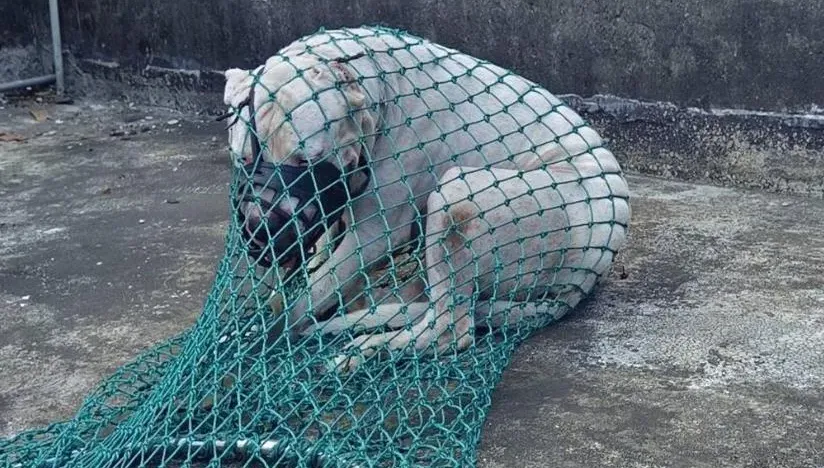 板橋「杜告犬」咬傷博美狗！飼主不繫繩、戴嘴套遭罰48萬　犬隻也遭沒入