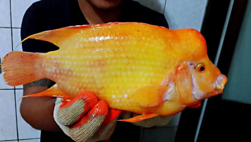 日月潭被「外來種」攻佔！魚虎竟輸給「紅魔鬼」　釣起上萬尾