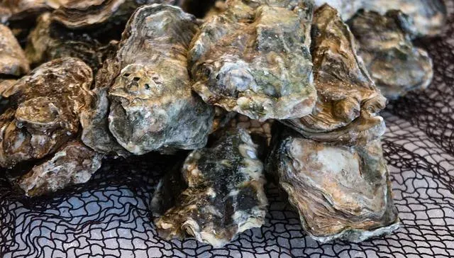 塑膠微粒大口吃下肚危健康　醫驚曝：別碰帶殼海鮮