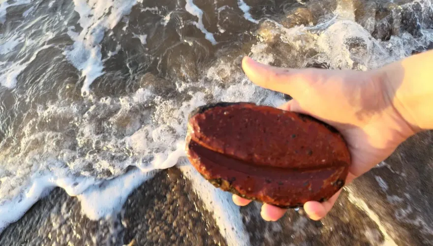 她在海邊「撿到烏魚子」！肥美畫面曝光　網驚：從柬埔寨來的？