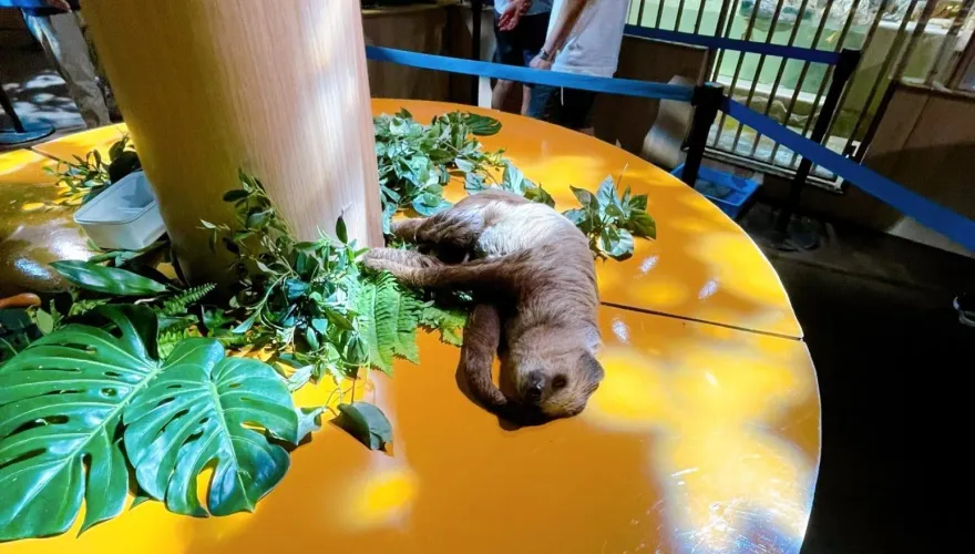 爽躺等下班！日本「樹懶變地懶」　飼養員嘆：連吊著都嫌麻煩