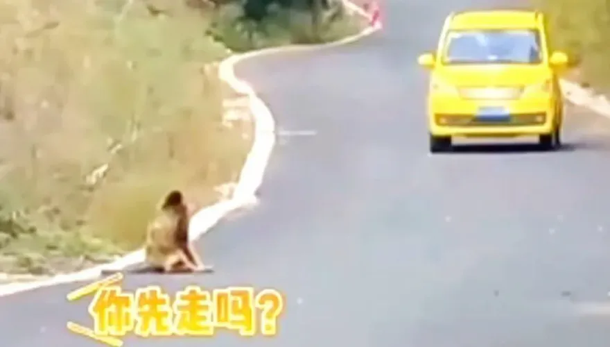 影/「你先請」！金絲猴與過路司機相互禮讓　網讚：文明出行樣板