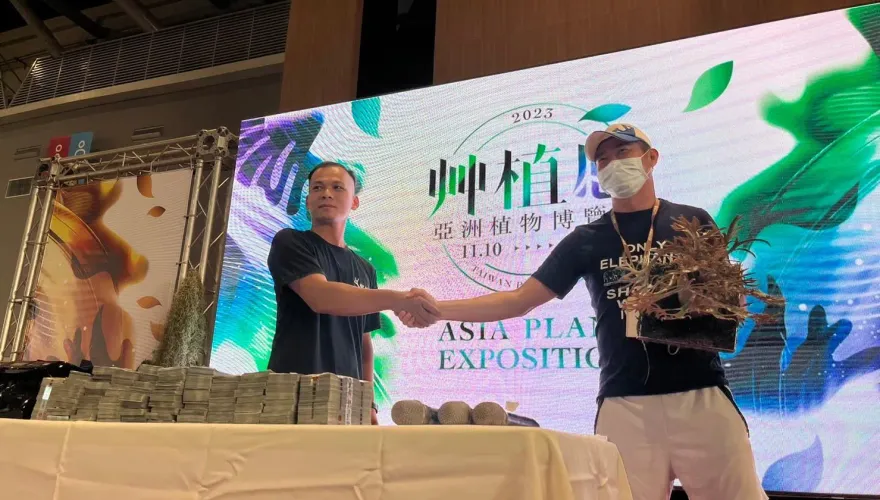 影/霸氣！砸1000萬搶標「金童」鹿角蕨幼苗　珍稀畫面曝光