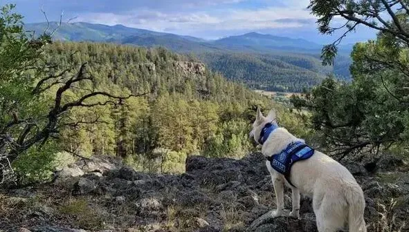 忠犬小八真實版！71歲翁帶狗攀3800米高峰喪命　牠伴遺體3個月「瘦如柴」