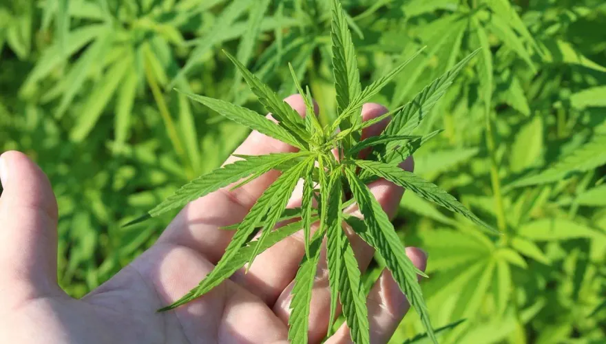 避免「娛樂性大麻」惹大麻煩！精神科醫曝「戒斷、退藥」後果