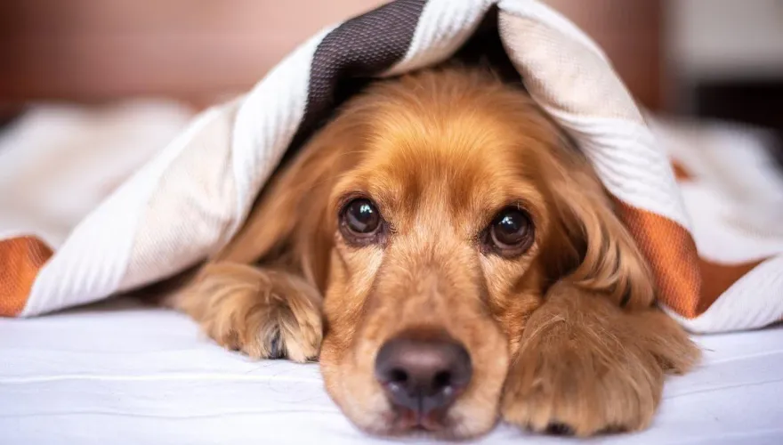 美國犬隻爆發呼吸道疾病疫情　部份病例36小時內轉重症...抗生素也無效