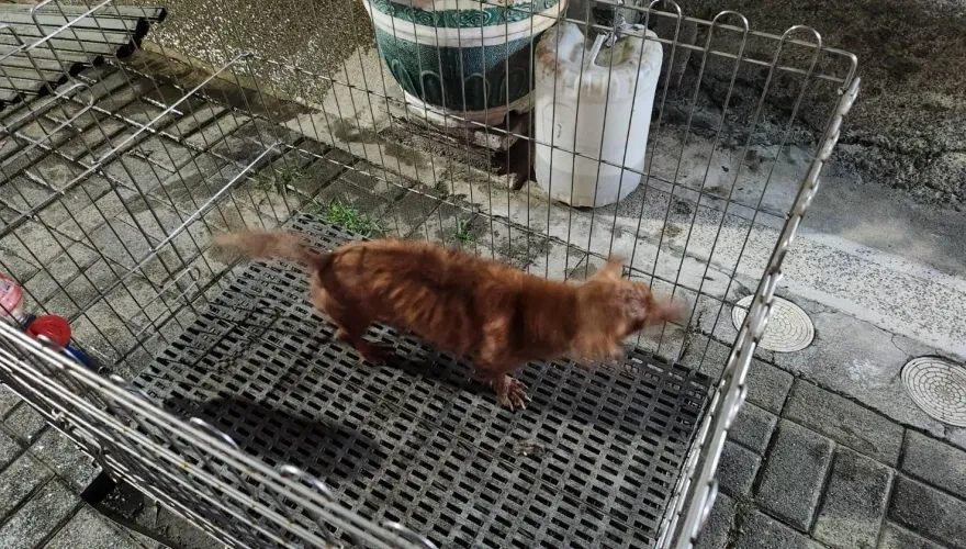 影/台南寵物店凌晨大火！全面燃燒　25隻萌犬成焦屍、倖存臘腸奪門保命