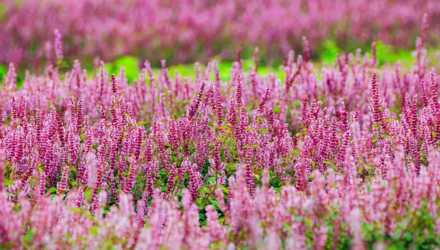 走入桃樂絲的奇幻國度！桃園仙草嘉年華「紫爆」登場