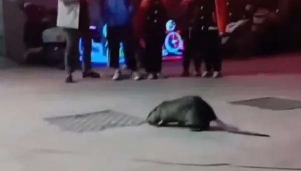 影/嚇「鼠」人了！超大老鼠街頭爬行完全不怕人　體型堪比貓狗太驚悚