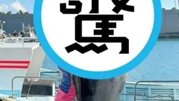 女優新作極品級鹹濕！「港口抱緊」135公斤巨物黑鮪魚