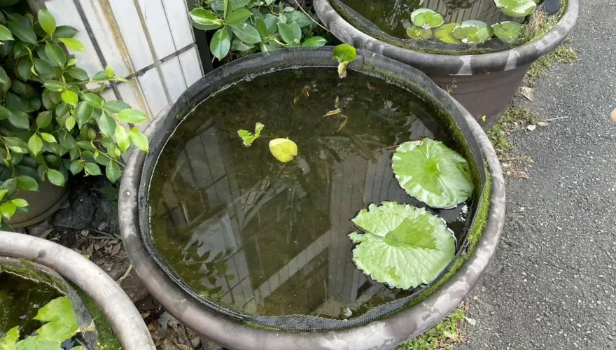 影/高雄民宅「6缸孔雀魚」一夜消失！飼主急報警　「兇手曝光」讓他看傻眼