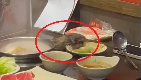 影/板橋火鍋店「天降巨鼠」桌上共餐　錢都致歉：立即停業2天