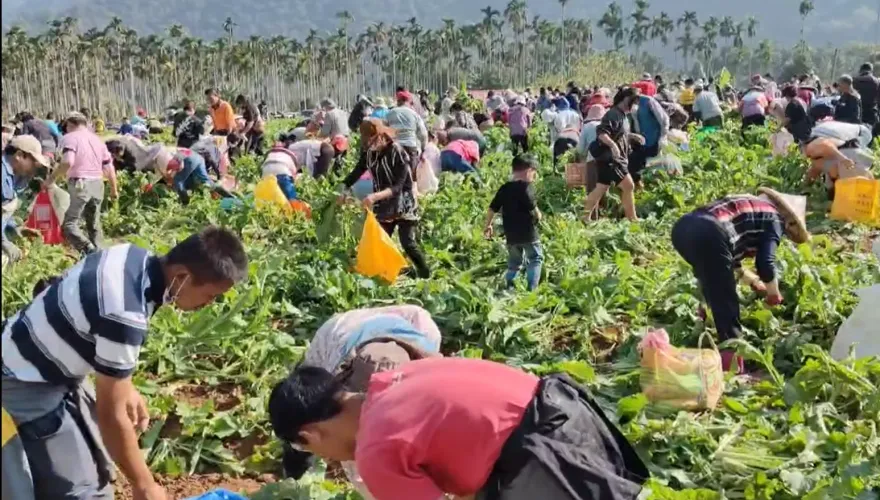 南投埔里辦千人拔蘿蔔活動　逾2000人擠爆蘿蔔田慘變「蘿蔔墳場」