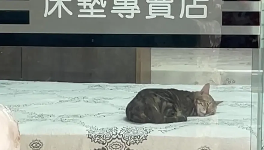 保證好睡！床墊專賣店驚見「最萌試躺員」　網笑：最佳代言喵