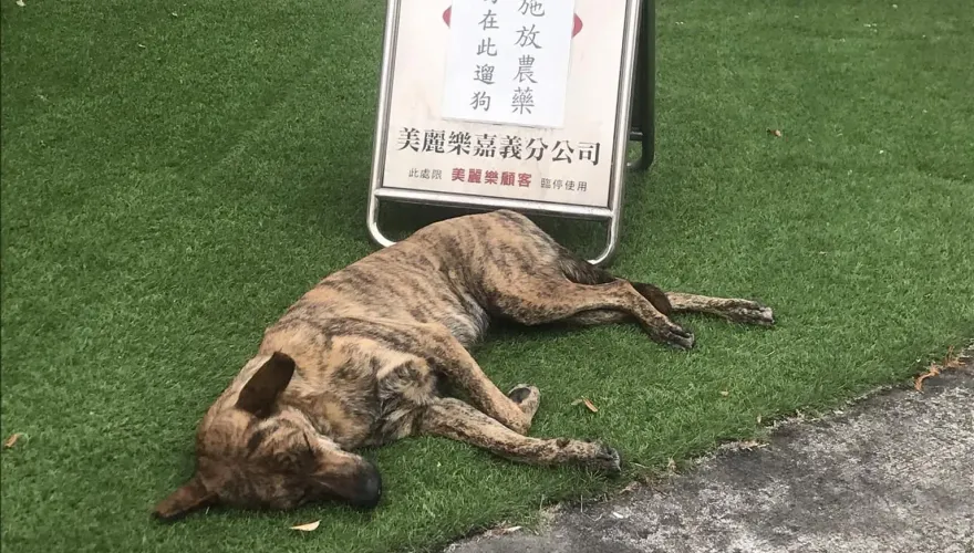 草皮施放農藥「請勿遛狗」！汪星人睡倒配合演出　網笑：還有呼吸嗎