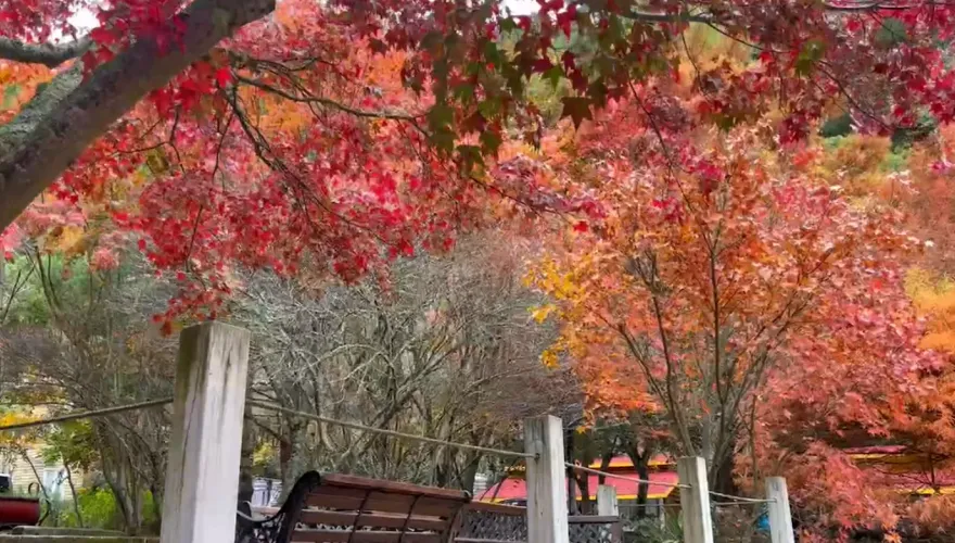 影/露營區5分鐘內秒殺！武陵農場8成楓葉紅了　也能預約客運上梨山