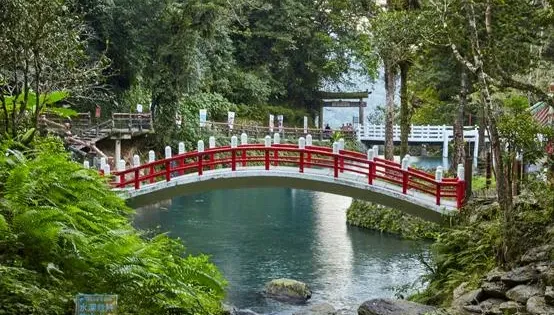 雲仙樂園「國寶級蕨類」成功繁殖！實現企業環保永續發展