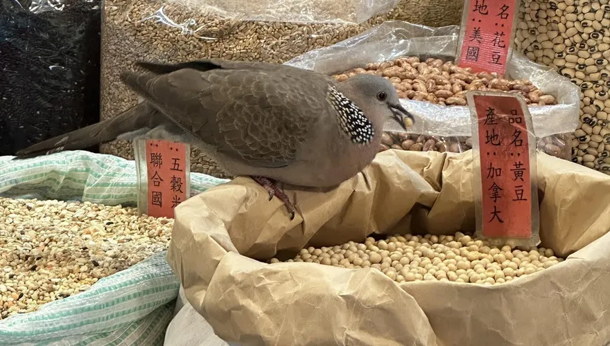 鳥界吃到飽！肥鳥狂吃雜糧店黃豆　網驚：好怕牠拉出來