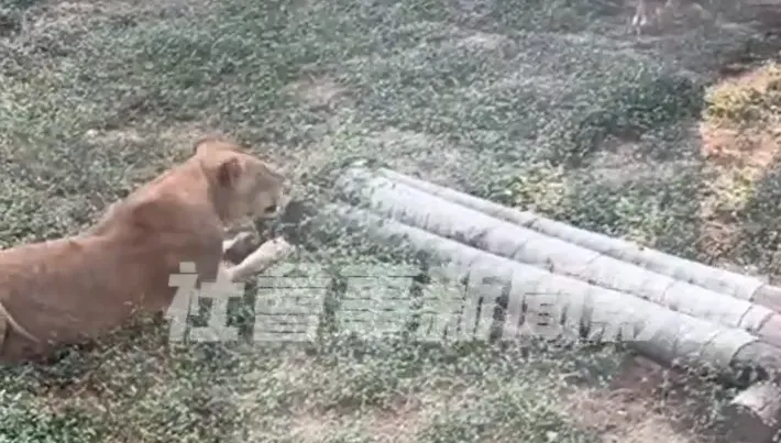 影/活吃片！小獼猴掉到「獅子的家」當場變點心　壽山動物園表遺憾