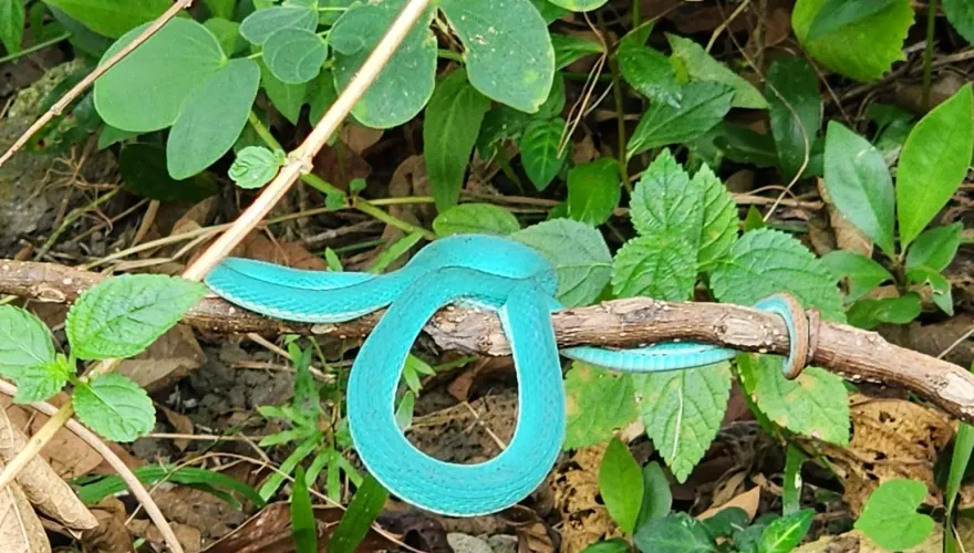 影/絕美「Tiffany藍青竹絲」現蹤南部山區！　眾人讚嘆太夢幻、似「天仙」