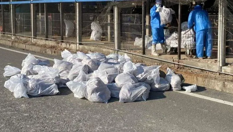 雲林斗六雞場爆H5N1禽流感確診　撲殺2萬隻雞、銷毀近5萬顆蛋