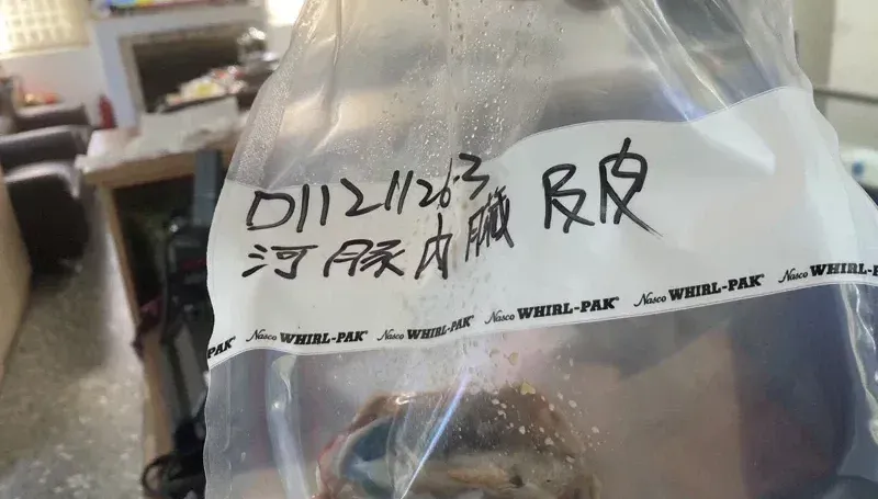 衰！好心送河豚卻害廚師中毒亡　基隆釣友可罰2億