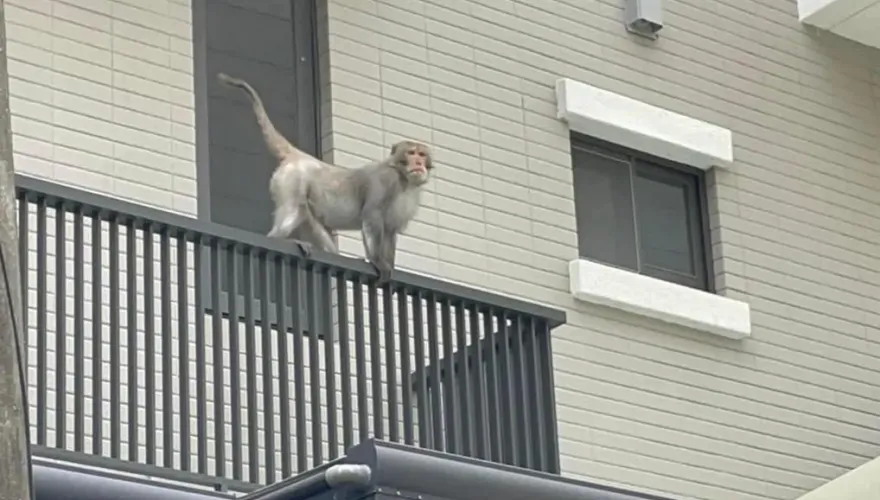 影/台南麻豆猴王出沒！侵入民宅闖鴿舍、吃香蕉　農業局追緝中