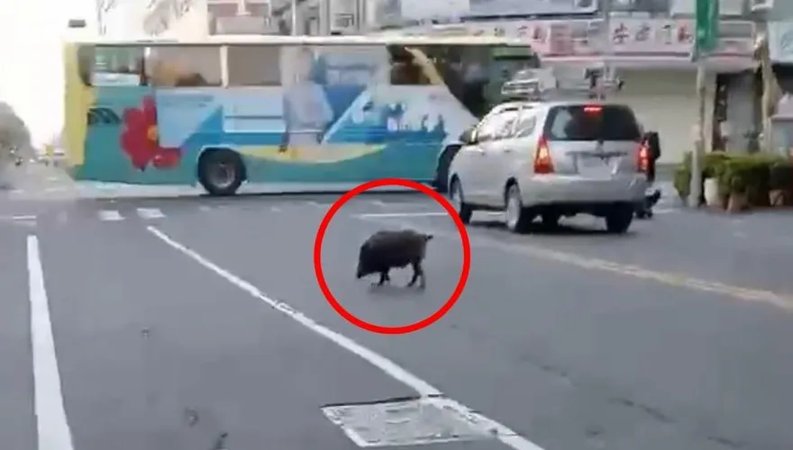 影/屏東黑豬「阿財」逛大街！跑給警察追　還知道要走斑馬線
