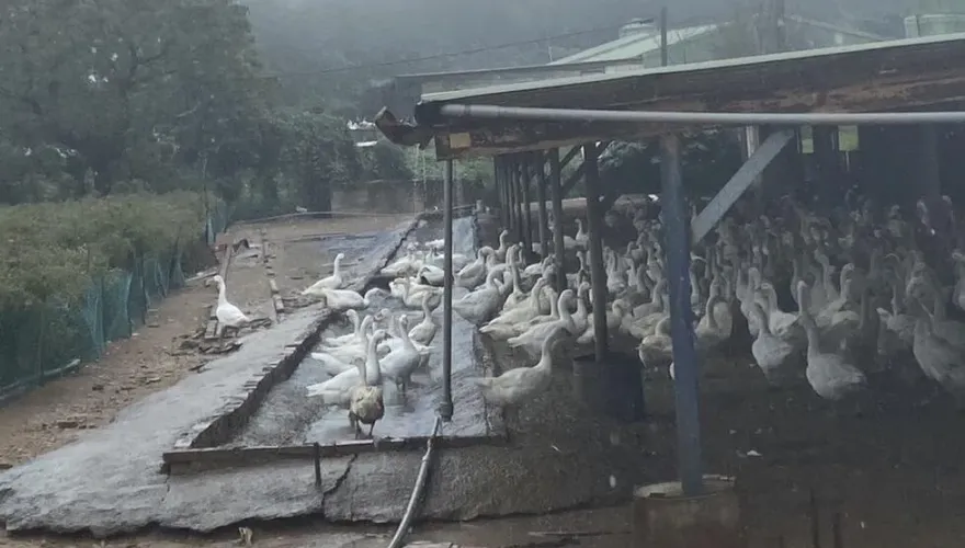 苗栗養鵝場爆H5N1禽流感　1800隻白鵝全數撲殺