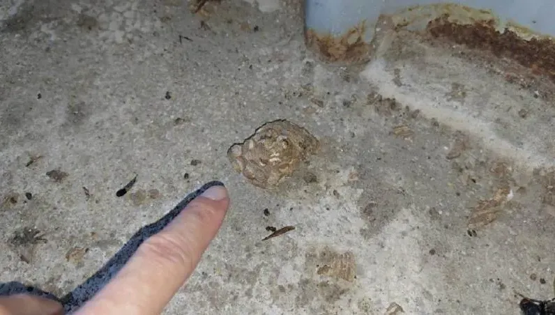 新北翁摘自家虎頭蜂窩遭攻擊！一度命危　老伴還原恐怖過程
