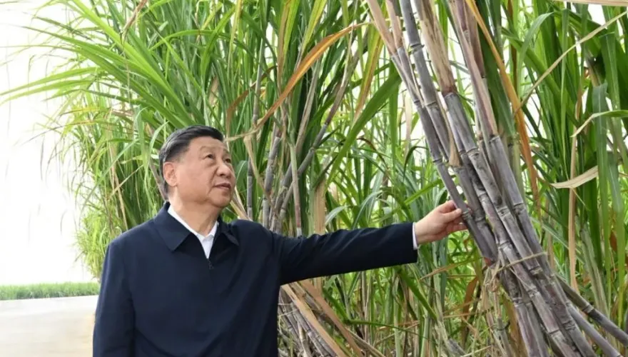 影/「摸到發亮」！習近平廣西考察蔗林成網紅景點　民眾排隊搶打卡