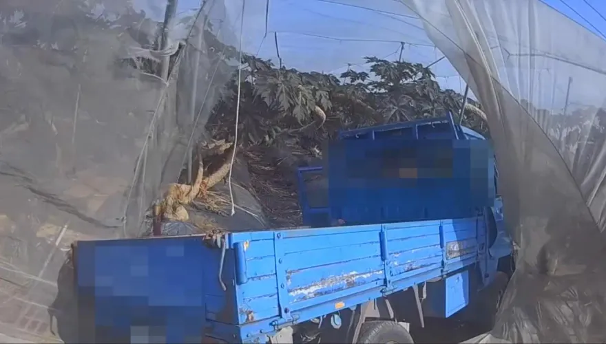 影/嘉義死亡車禍！小貨車失控衝進木瓜園　62歲男乘客送醫不治