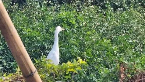 外地人到高雄見「2生物」街上趴趴走　網笑：還看過山豬帶雞
