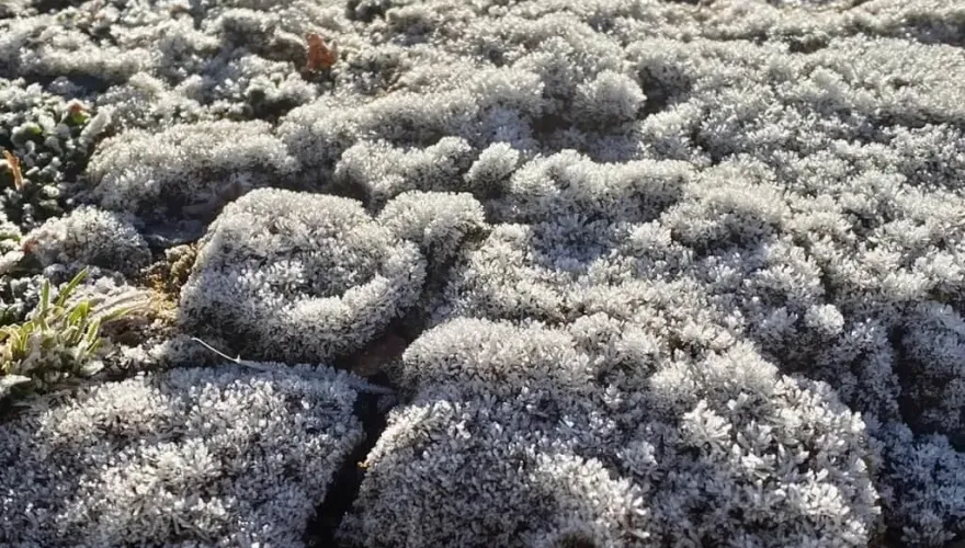 玉山北峰清晨-4.2度！植物結霜成「雪白糖霜」　絕美畫面曝光