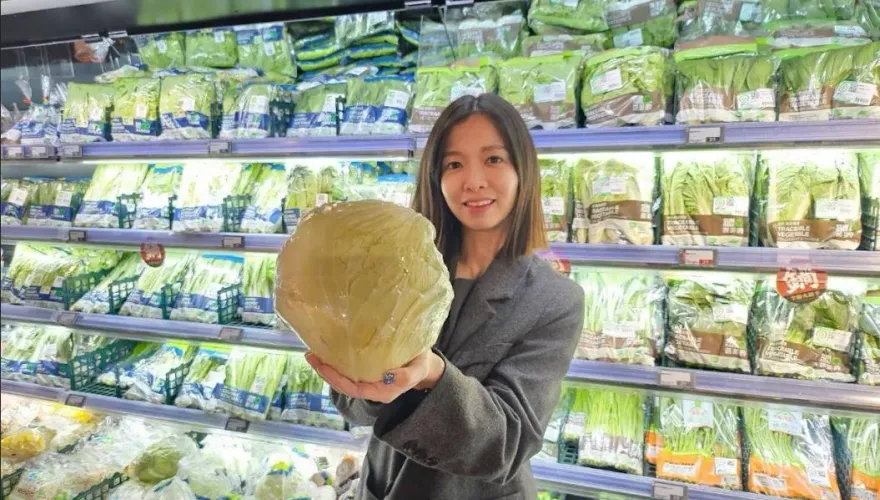 快撿便宜！全聯高麗菜「1顆下殺35元」　家樂福祭買一送一