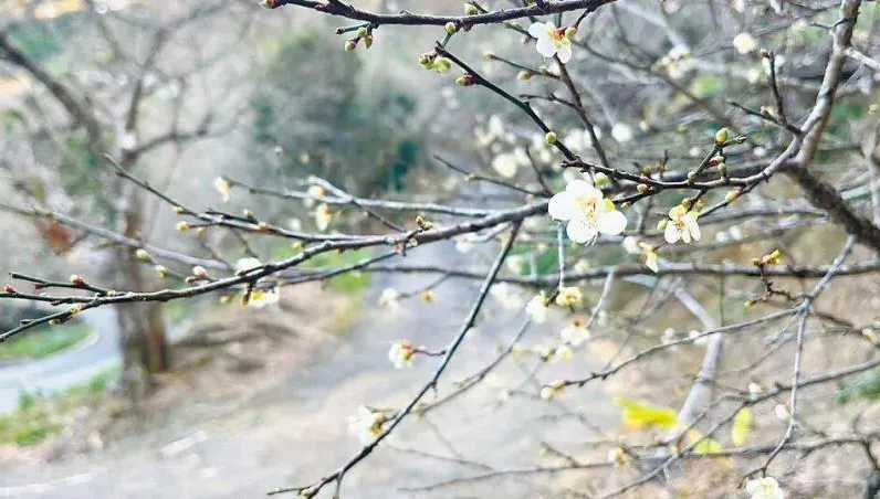 南投搶頭香賞花！冷鋒面接力催生梅花綻放　花況達3成